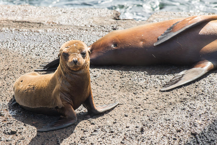 Sea Lion Looking to Leave Mom Photograph by Harry Strharsky