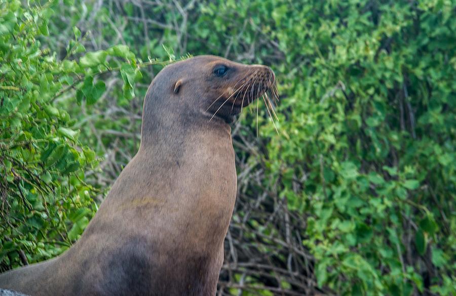 Sea Lion Looking to the Right Photograph by Harry Strharsky