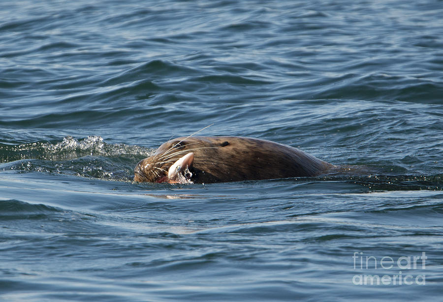 Fish Photograph - Sea Lion Meal by Michael Dawson