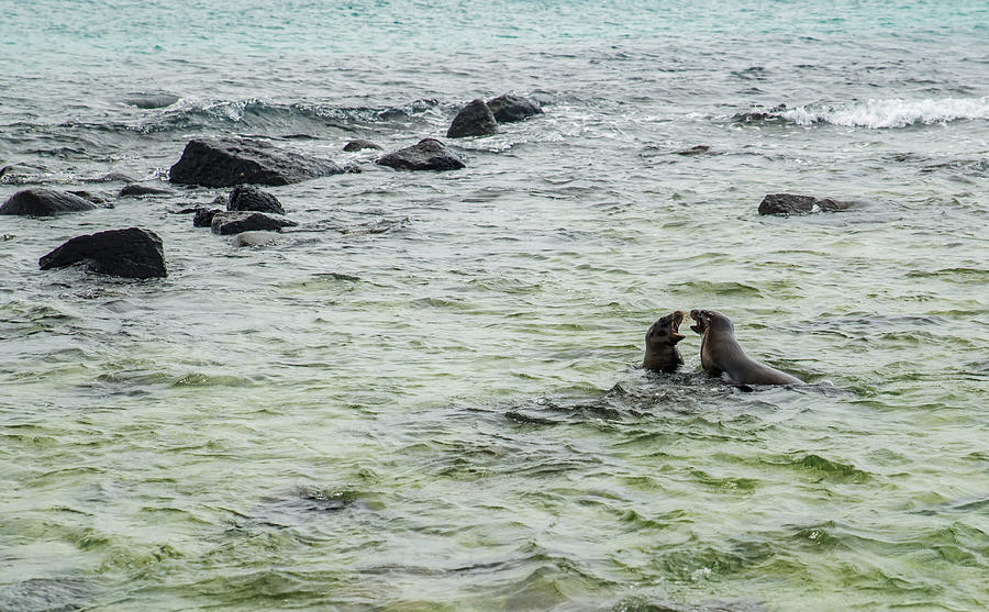 Sea Lion Off-Shore Play Photograph by Harry Strharsky