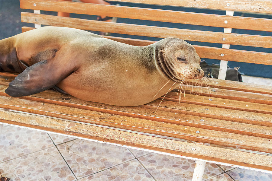 Sea Lion on a bench, Galapagos Islands Photograph by Marek Poplawski
