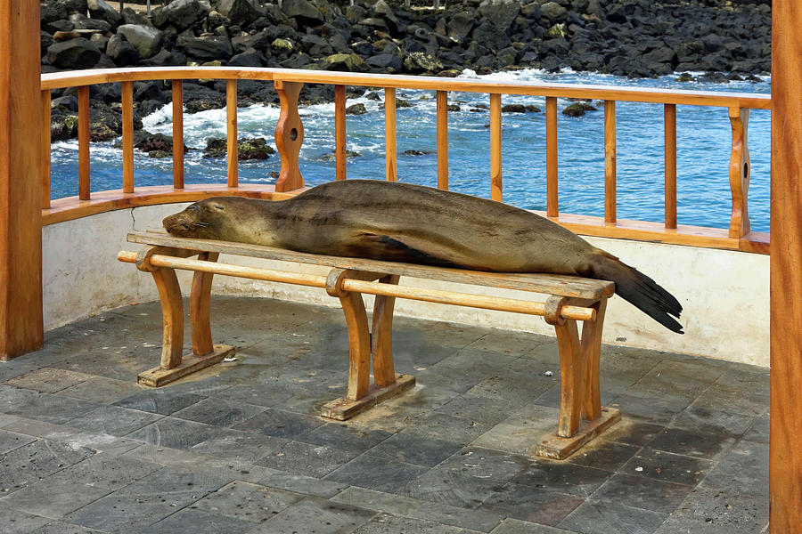Sea Lion on Bench Photograph by Sally Weigand