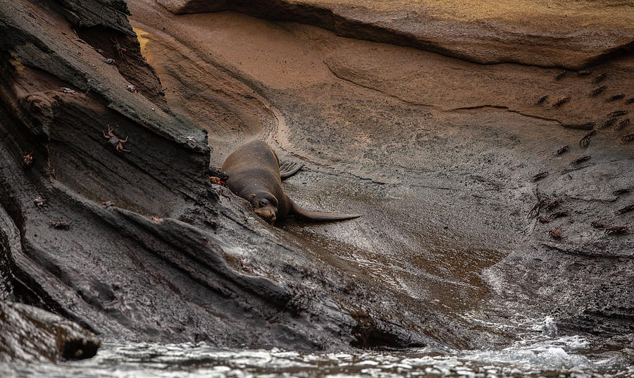 Sea Lion On Lava Rock Photograph