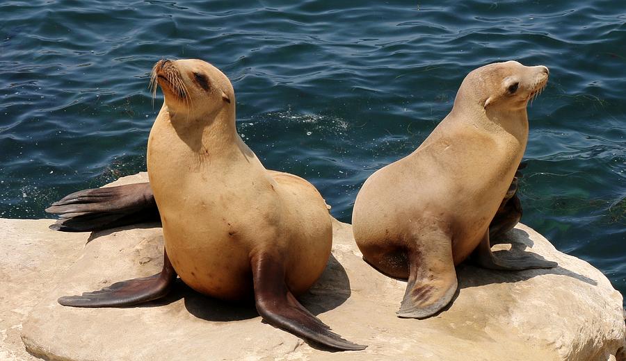 Sea Lion Pals  Photograph by Christy Pooschke