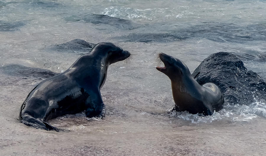Sea Lion Play at the Waters Edge Photograph by Harry Strharsky