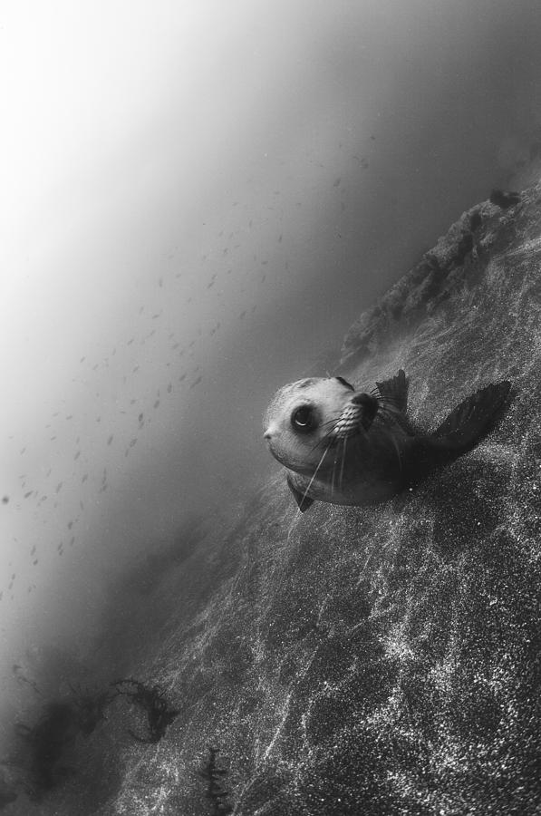 Sea Lion Photograph - Sea Lion Portrait by Bryan Toro Sea Lion Photograph - Sea Lion Portrait by Bryan Toro