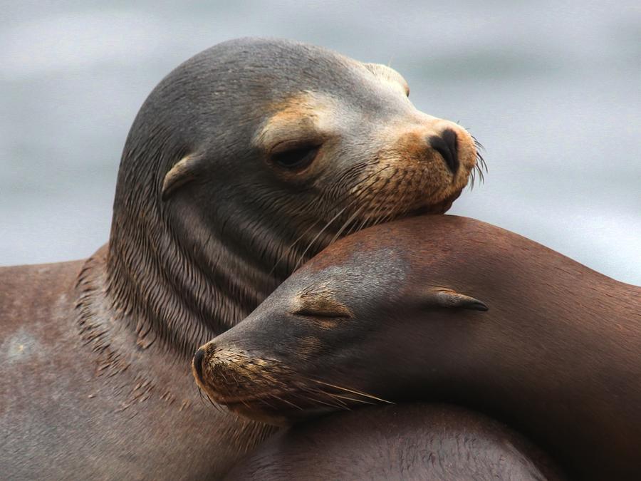 Sea Lion Pups Photograph by Stephen Dennstedt