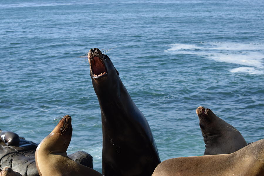 Sea Lion Roars Photograph