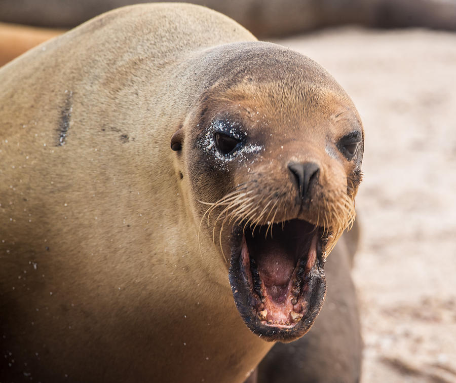 Sea Lion Scold Photograph by Harry Strharsky