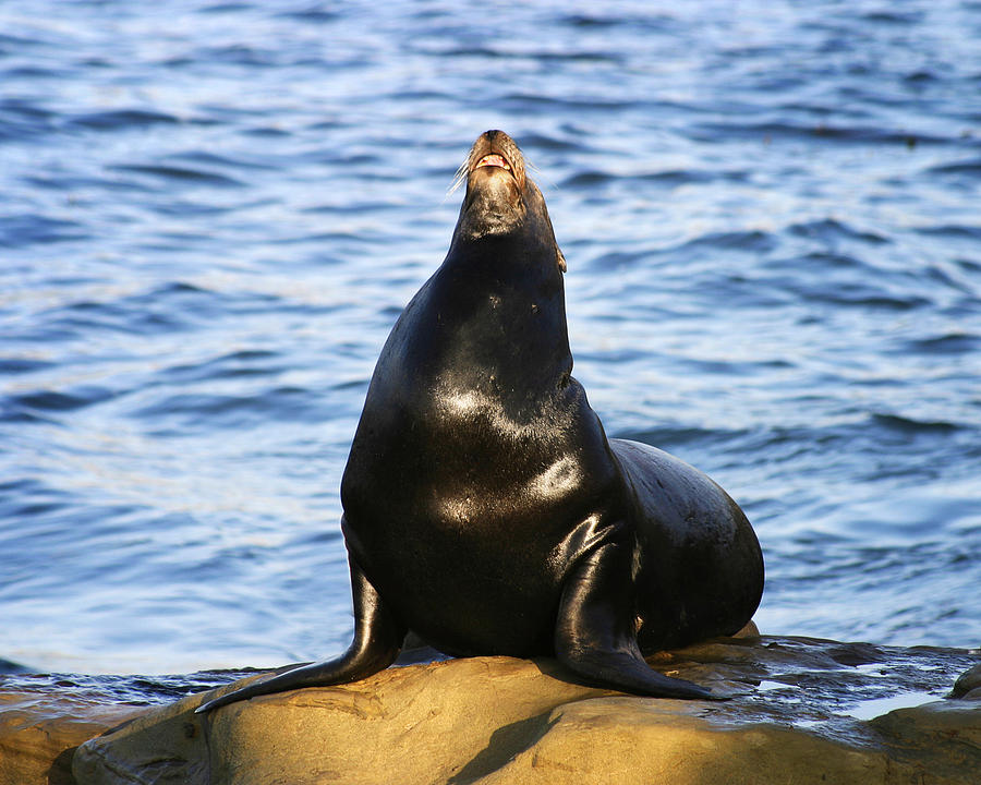 Sea Lion Sing Photograph by Anthony Jones