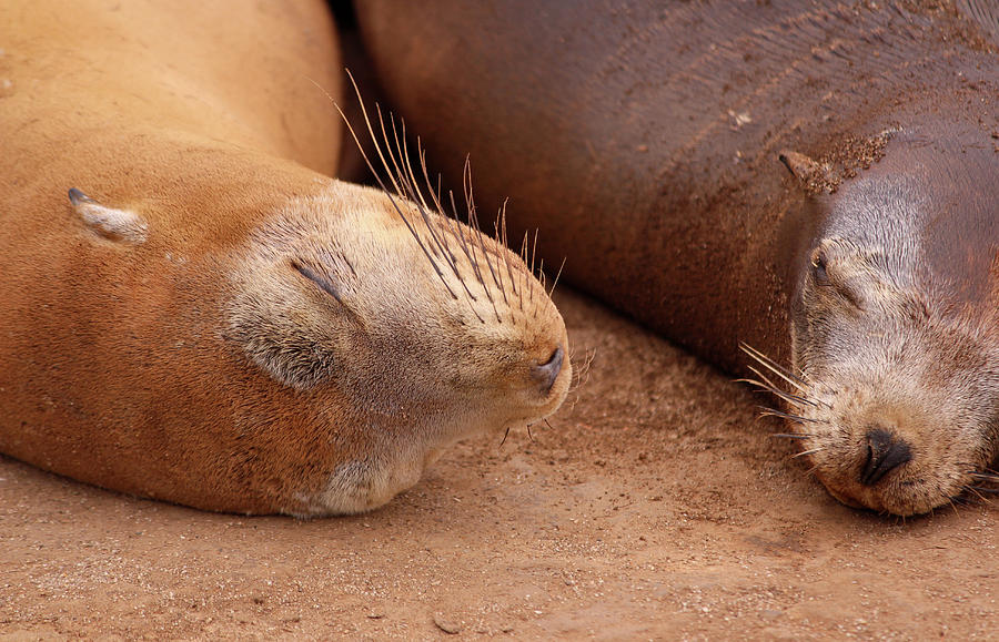 Sea Lion Slumber Photograph by Robin Street-Morris