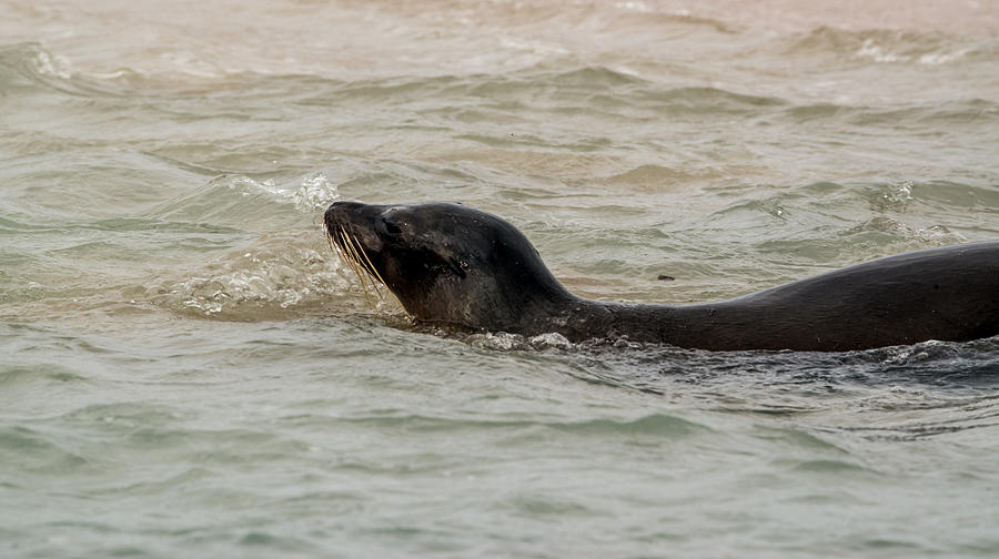 Sea Lion Swim Photograph by Harry Strharsky