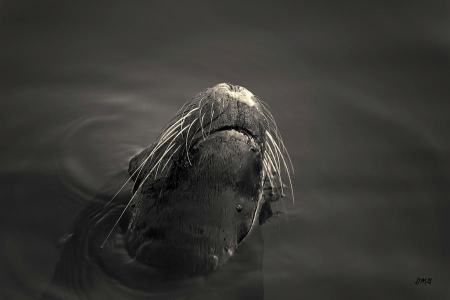 Black And White Photograph - Sea Lion V Toned by David Gordon