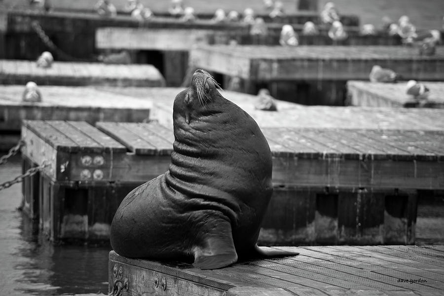 Black And White Photograph - Sea Lion VI BW by David Gordon