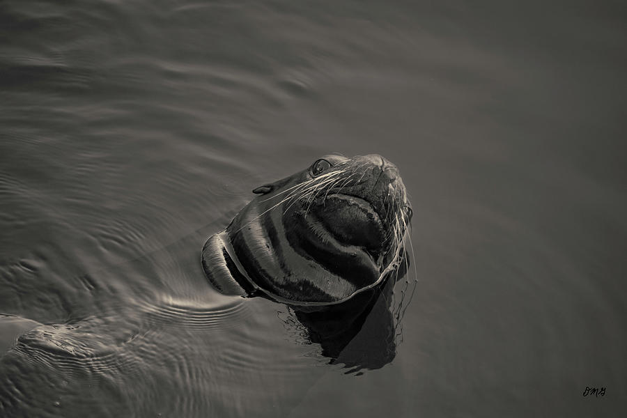 Black And White Photograph - Sea Lion VIII Toned by David Gordon