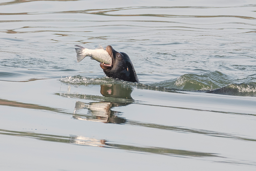 Sea Lion with Catch Photograph by Loree Johnson