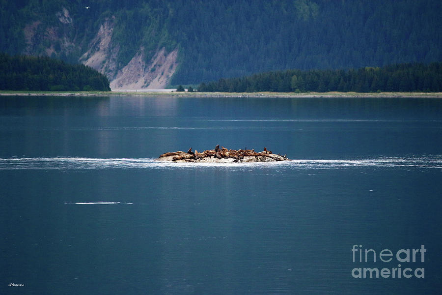 Sea Lions Alaska Three Photograph by Veronica Batterson