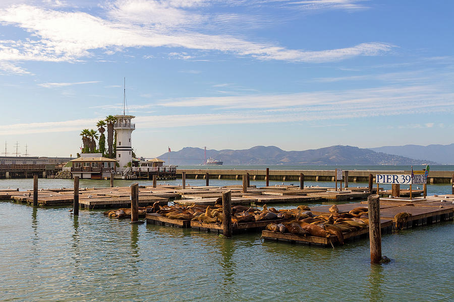 Sea Lions at Pier 39 in San Francisco Photograph by David Gn