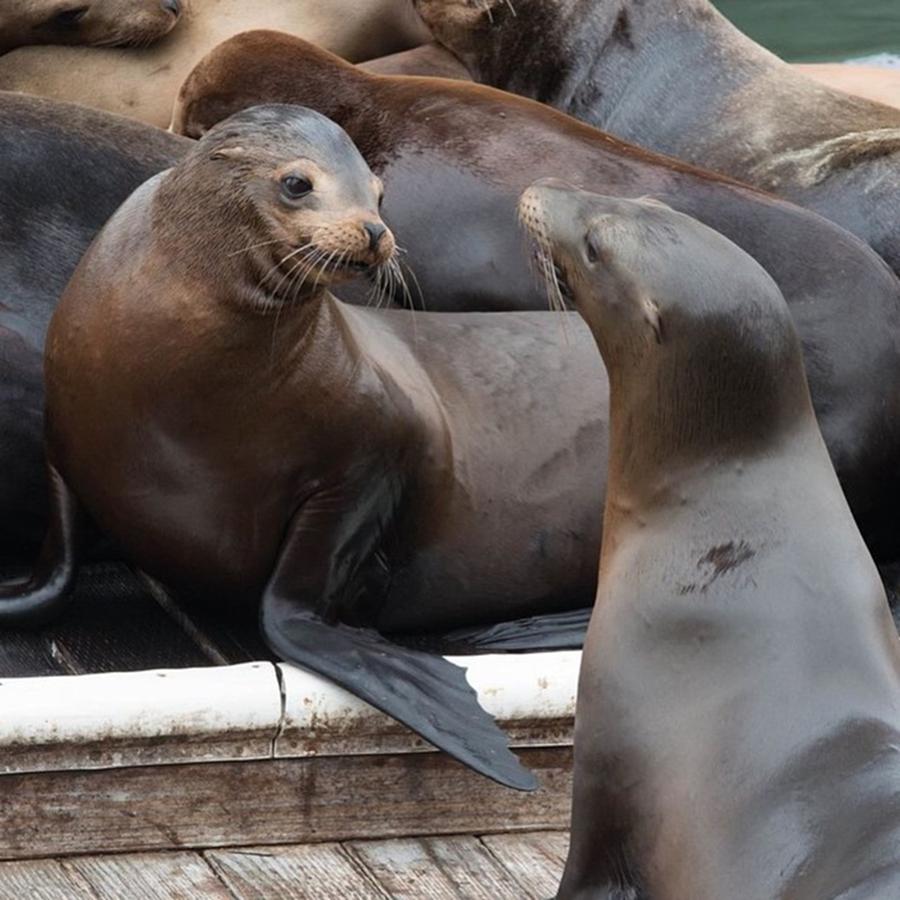 Animal Photograph - Sea Lions At Pier 39 In San Francisco by Michael Moriarty