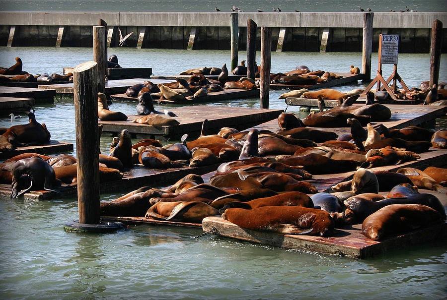 Sea Lions at Pier 39 in San Francisco Photograph by Patricia Montgomery