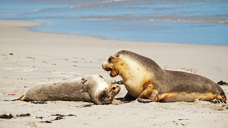 Sea Lions at Play Photograph by Catherine Reading