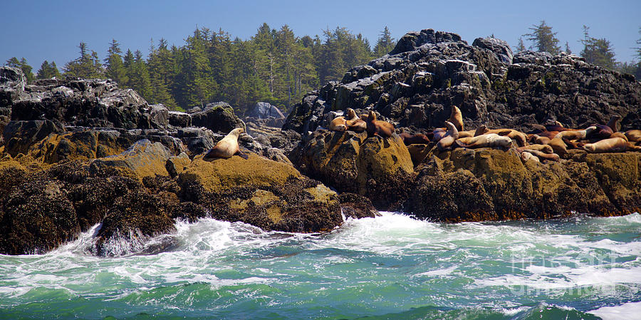 Sea Lions Photograph by Bruce Block
