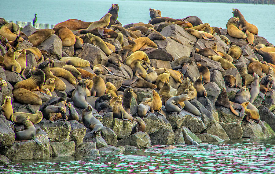 Sea Lions Photograph by Dennis Bucklin