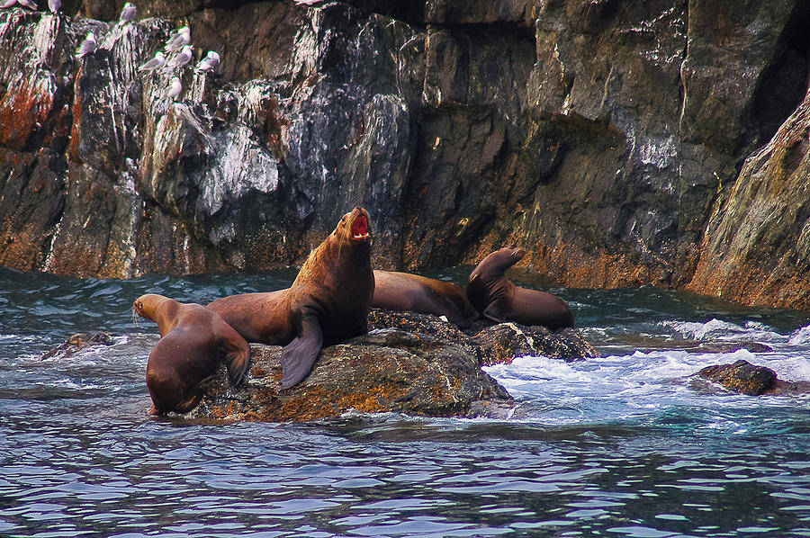 Sea Lions Photograph by Harry Spitz