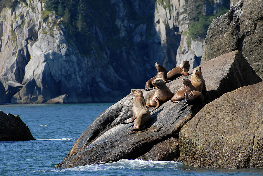 Sea Lions in Kenai Fijords AK Photograph by Ted Keller
