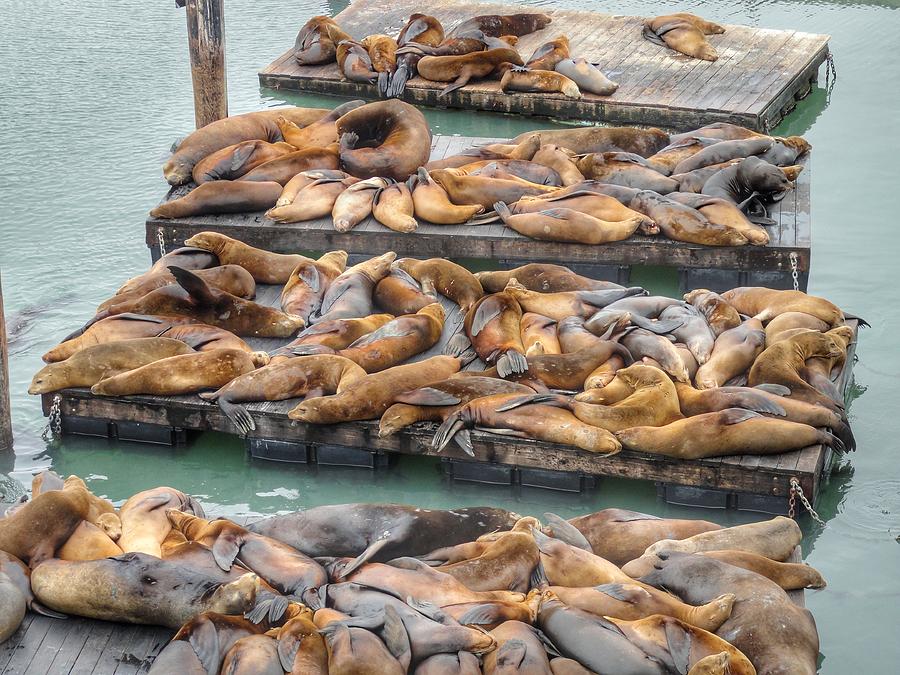 Sea Lions on Deck Photograph by Anne Sands