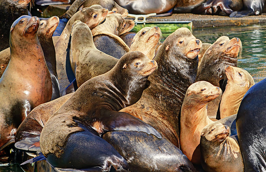 Nature Photograph - Sea Lions on Dock by Marv Vandehey
