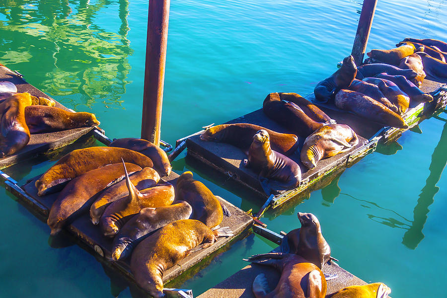 Sea Lions On Harbor Docks Photograph by Garry Gay