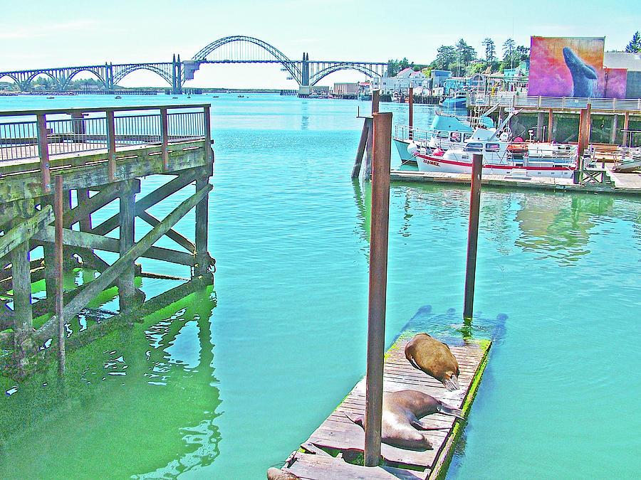 Oregon Photograph - Sea Lions on Newport Bayfront, Oregon by Ruth Hager