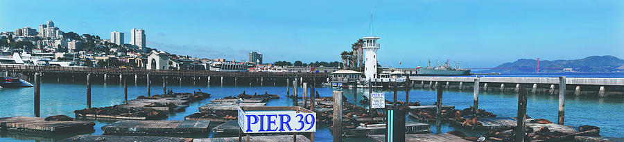 Sea Lions On Pier 39 Photograph by Mountain Dreams