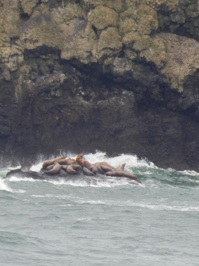 Sea Lions On Rock Photograph by Gallery Of Hope 