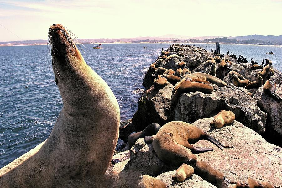 Sea Lions on Rock Pier Photograph by Joe Lach