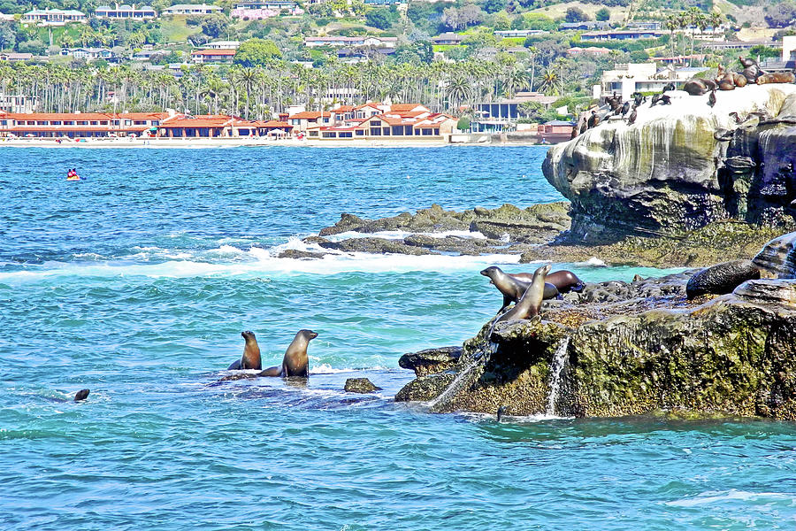 Sea Lions on Rocks at La Jolla-California Photograph by Ruth Hager