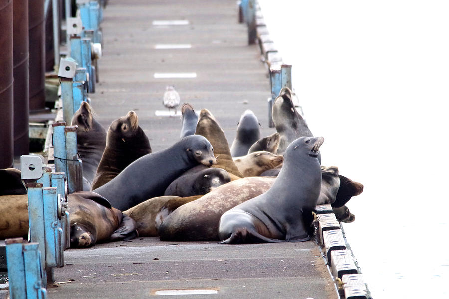 Sea Lions on the dock Photograph by Jeff Swan