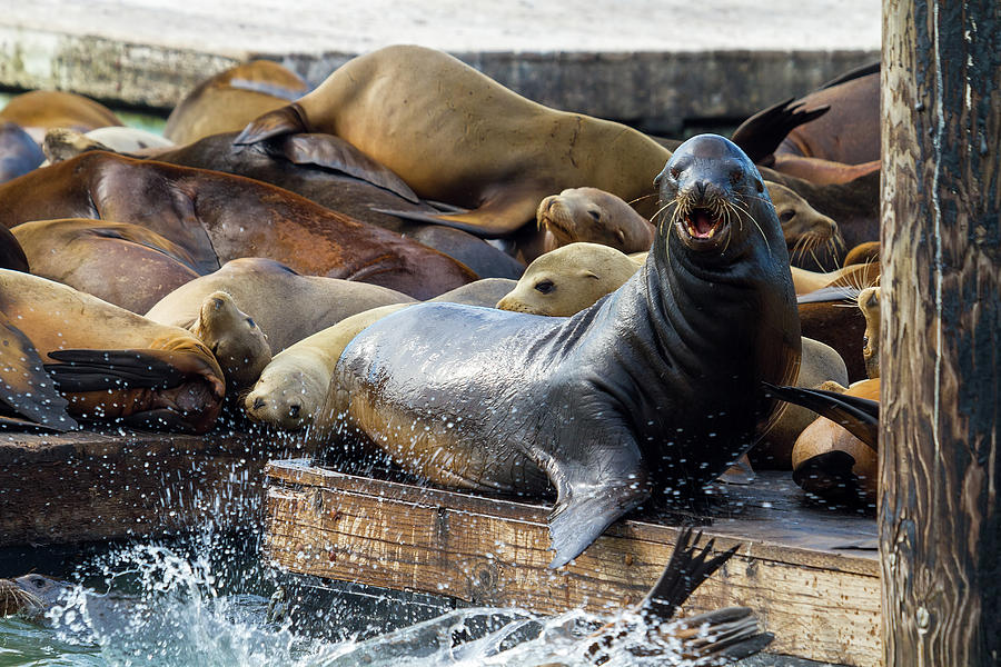 Sea Lions on the Floating Dock in San Francisco Photograph by David Gn