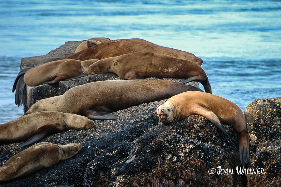 Sea Lions on the rocks Photograph by Joan Wallner