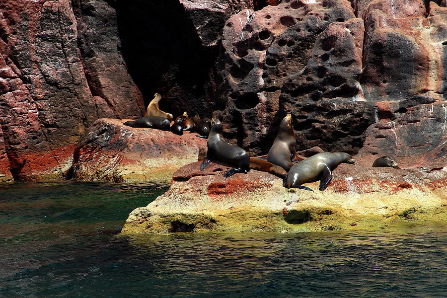 Sea Lions, Sea Of Cortez, Mexico Photograph by Robert McKinstry