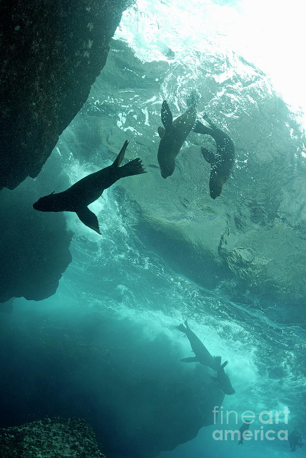 Sea lions Photograph by Sami Sarkis Photography Sea lions Photograph by Sami Sarkis Photography
