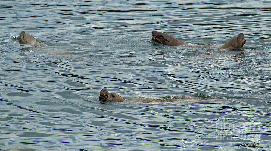 Sea Lions-Signed-#3379 Photograph by J L Woody Wooden