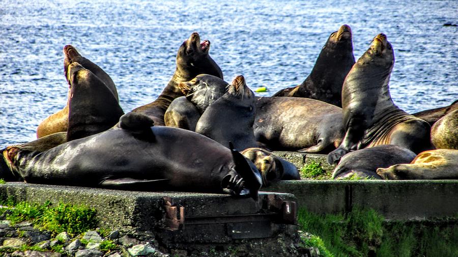 Sea Lions Singing Photograph by Marilyn Diaz