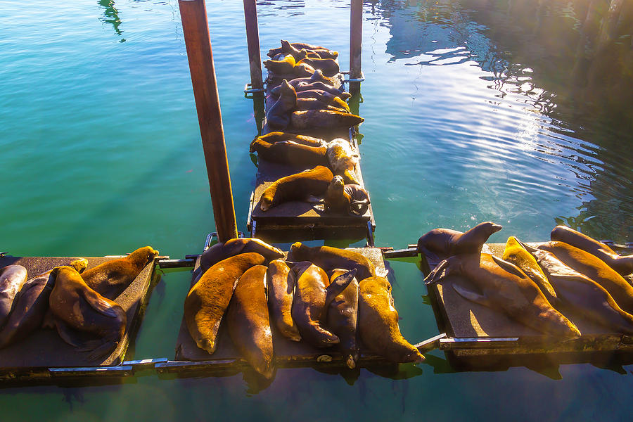 Sea Lions Sunning On Dock Photograph by Garry Gay