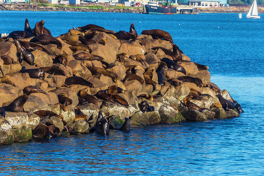 Sea Lions Sunning On Rocks Photograph by Garry Gay
