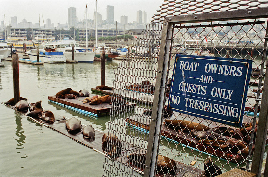 Sea Lions Take Over, San Francisco Photograph by Frank DiMarco