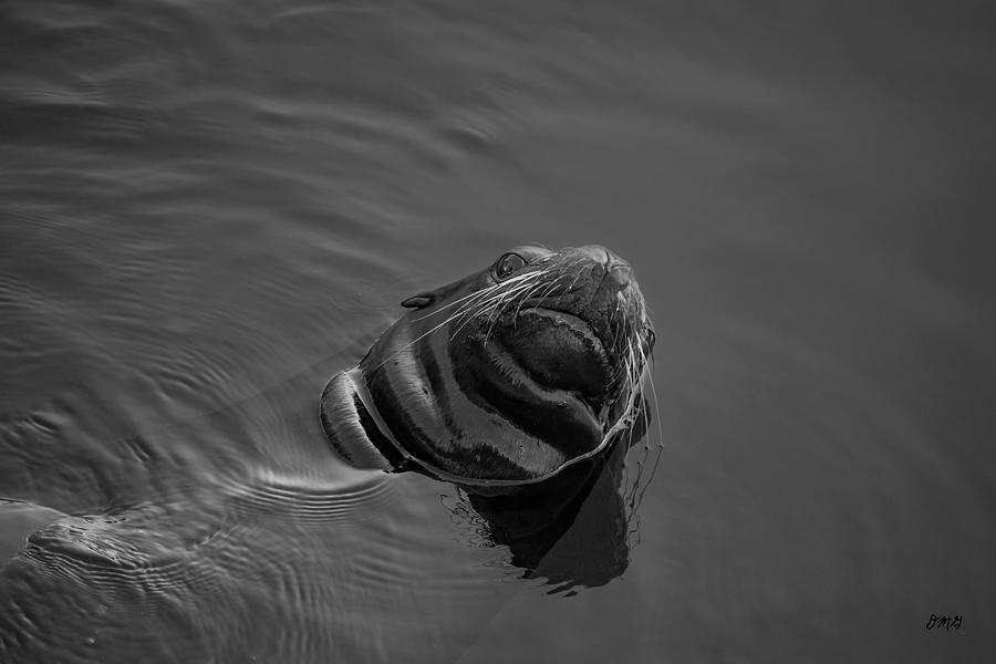 Black And White Photograph - Sea Lion VIII BW by David Gordon