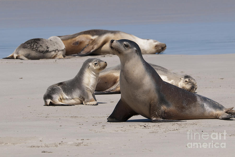 Sea Lions Photograph by Werner Padarin