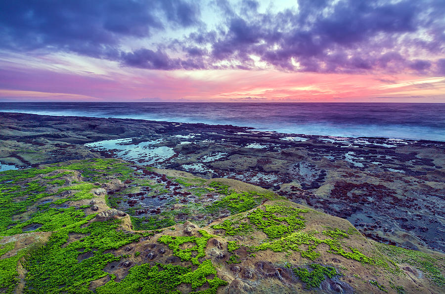 Sea Moss Sunset Photograph